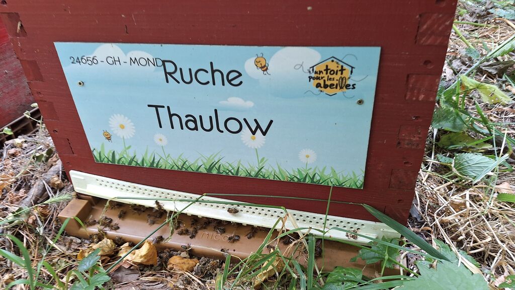 La ruche Thaulow