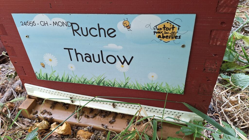 La ruche Thaulow
