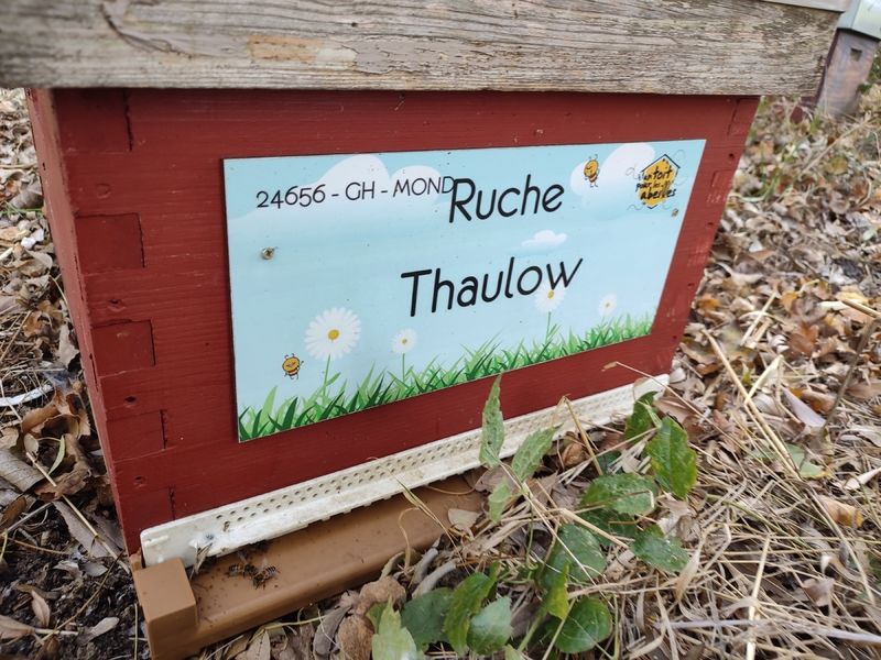 La ruche Thaulow