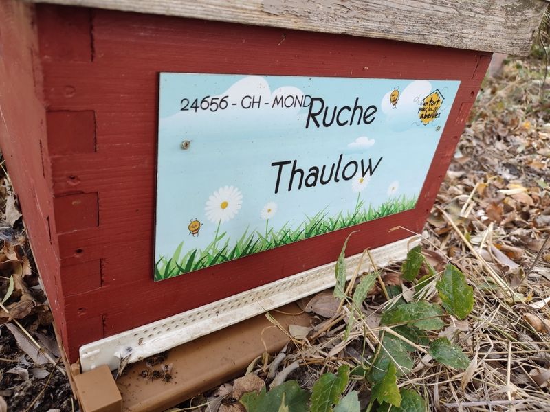 La ruche Thaulow