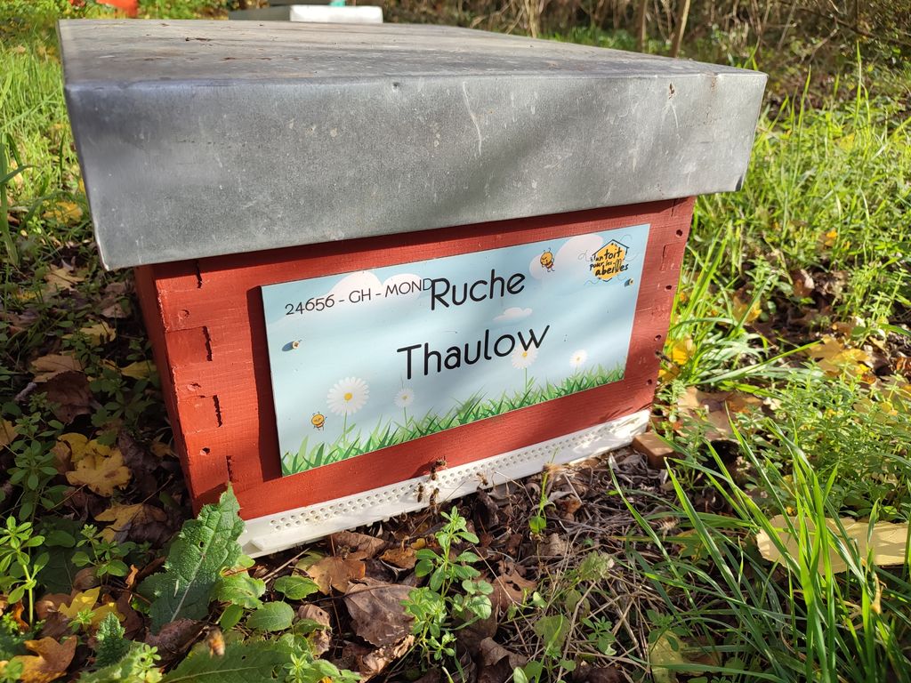 La ruche Thaulow