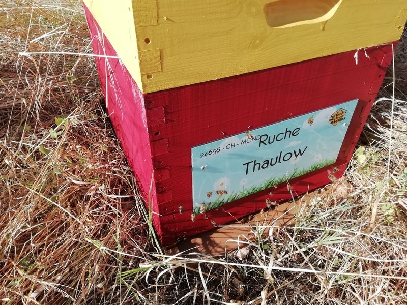 La ruche Thaulow