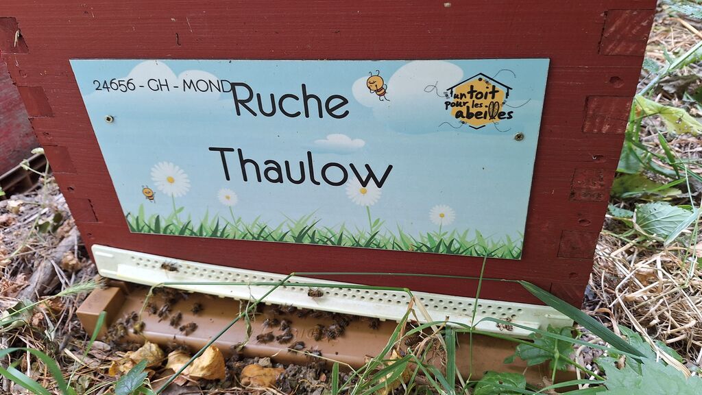 La ruche Thaulow