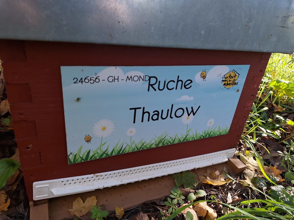 La ruche Thaulow