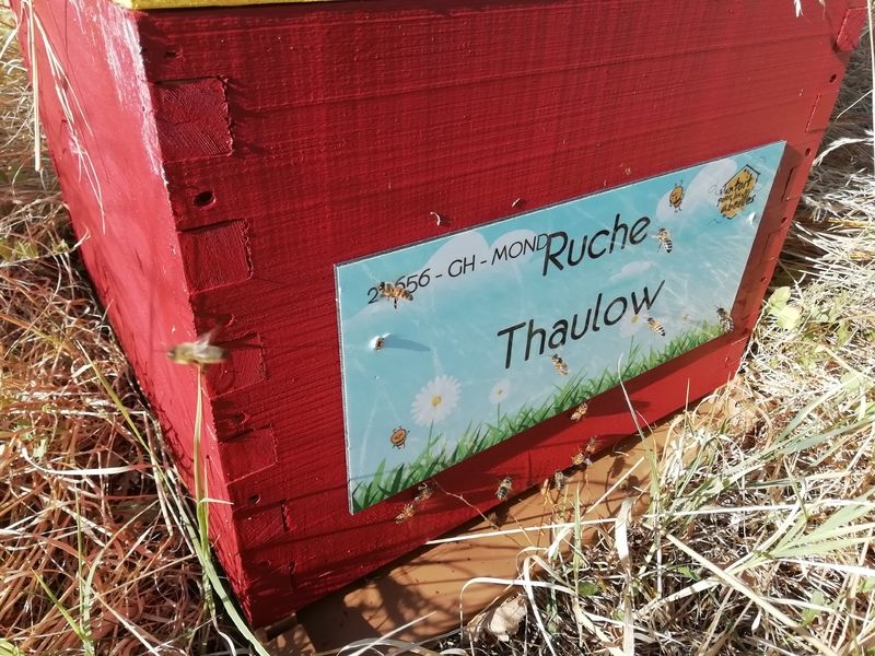 La ruche Thaulow
