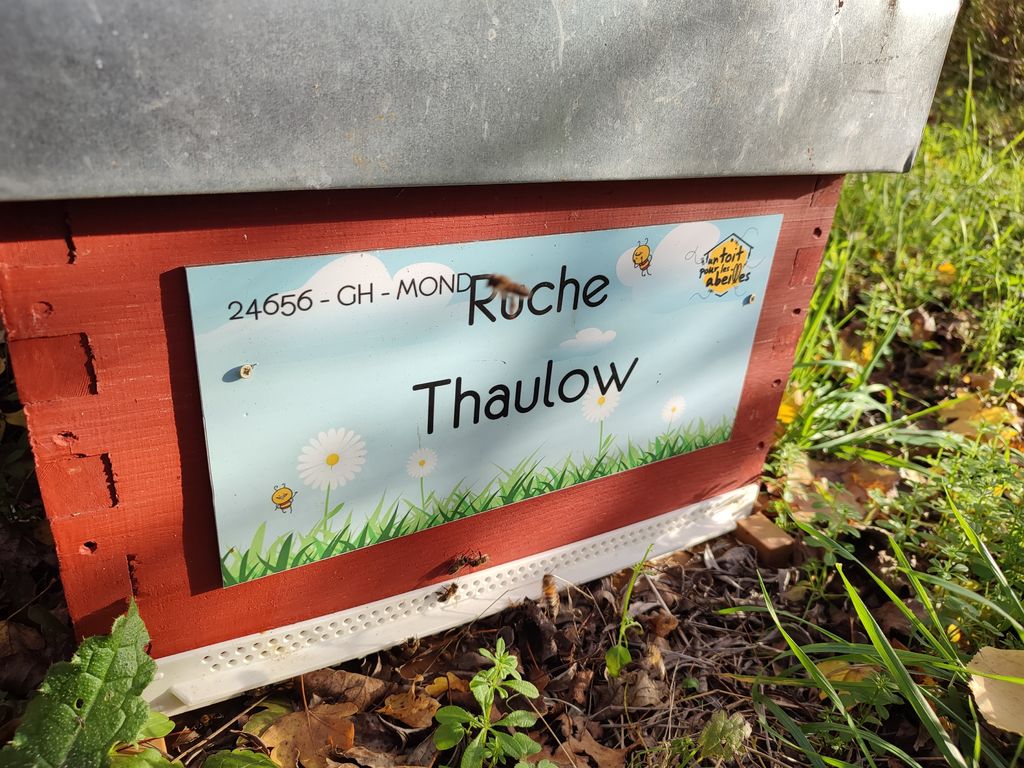 La ruche Thaulow
