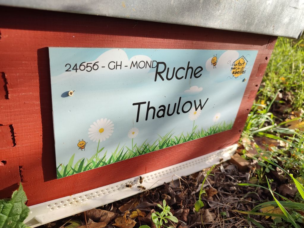 La ruche Thaulow