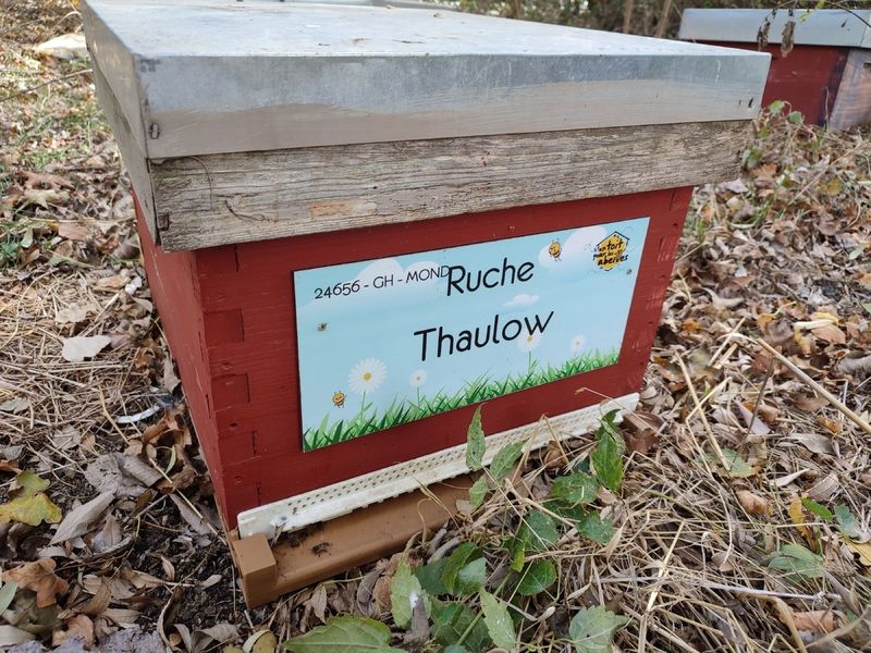 La ruche Thaulow