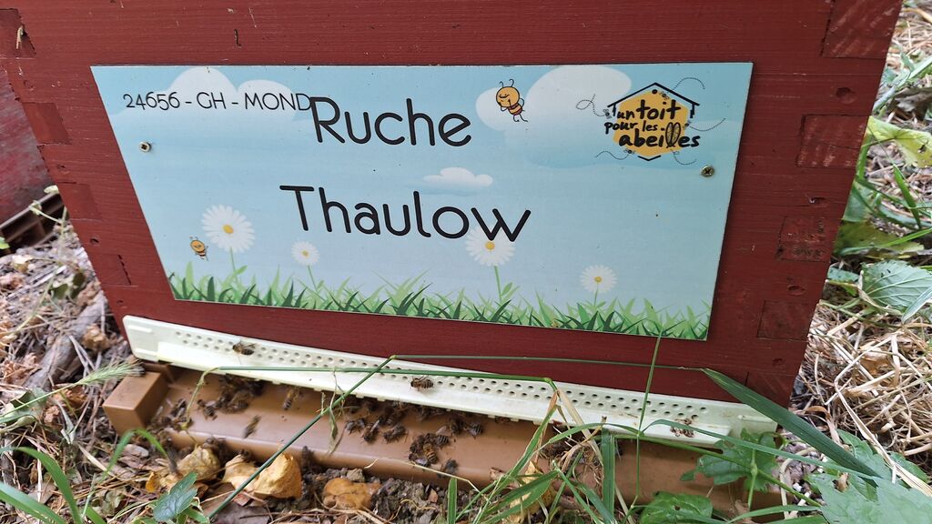 La ruche Thaulow