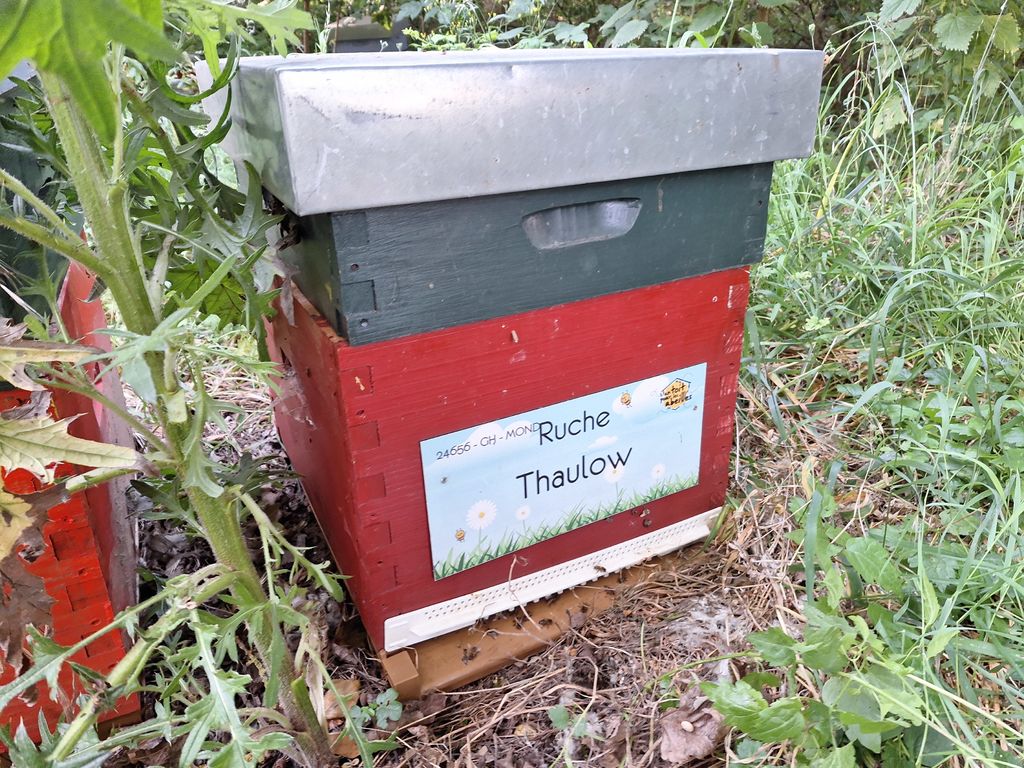 La ruche Thaulow