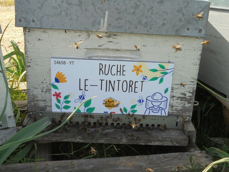 La ruche Le-Tintoret