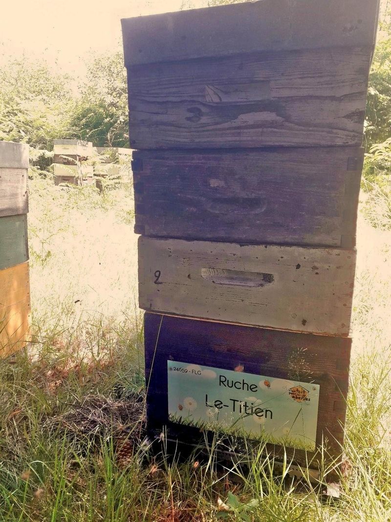 La ruche Le-Titien