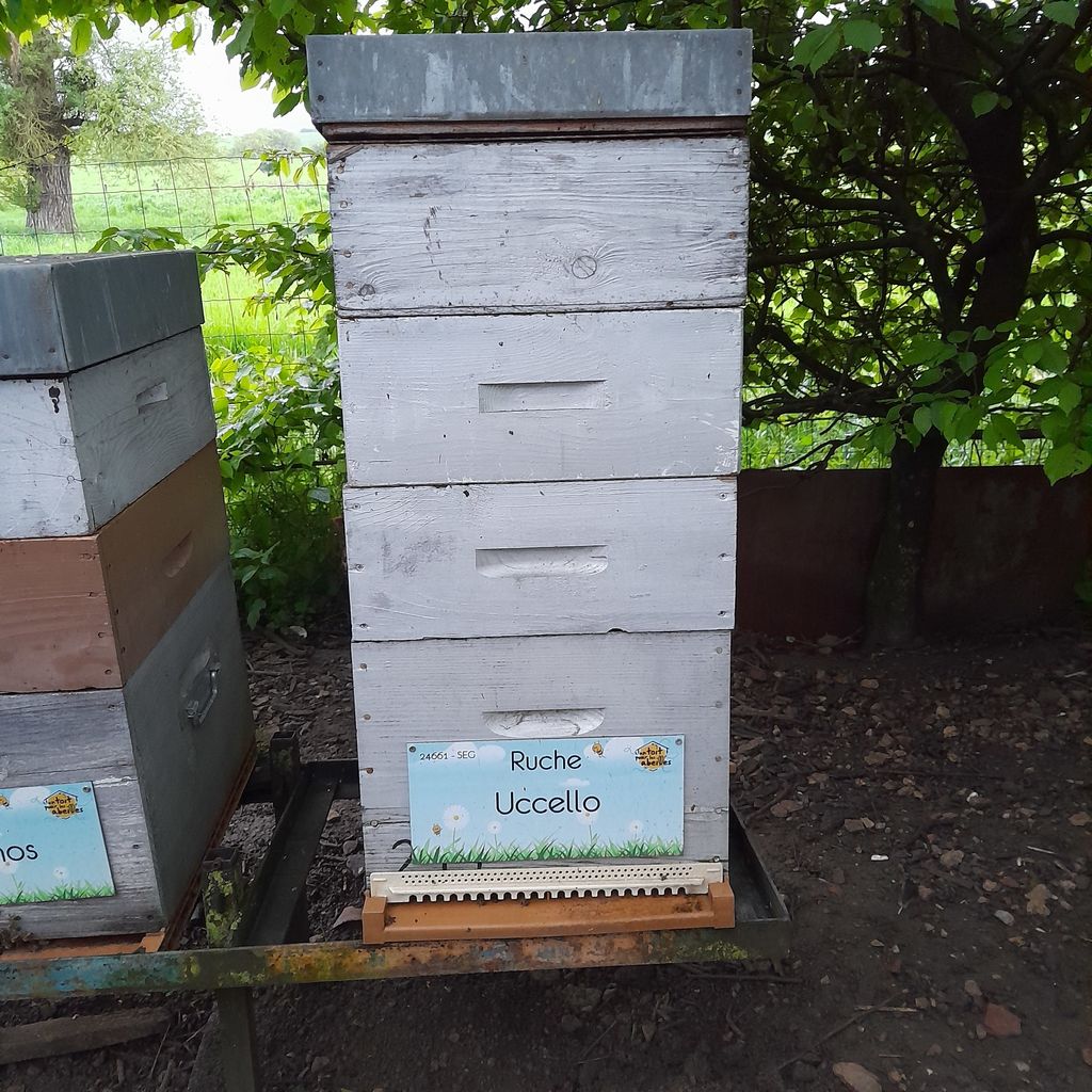 La ruche Uccello