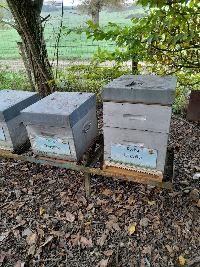 La ruche Uccello