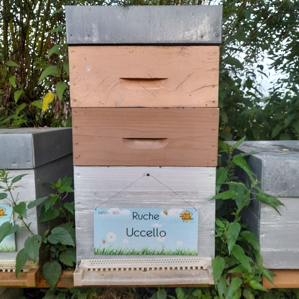 La ruche Uccello