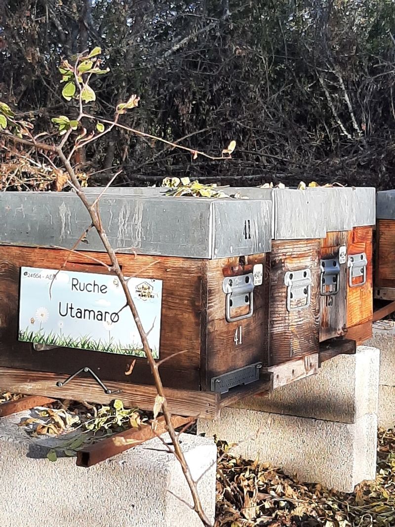 La ruche Utamaro