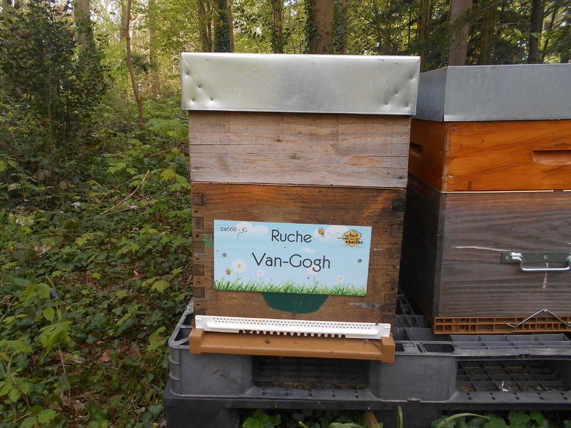 La ruche Van-Gogh