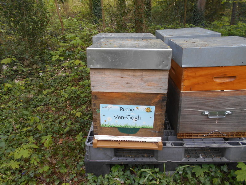 La ruche Van-Gogh