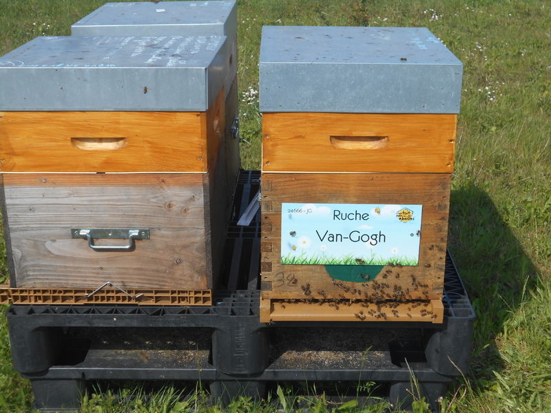 La ruche Van-Gogh