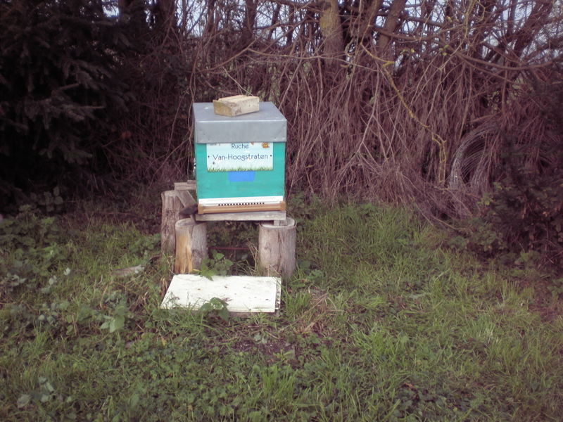 La ruche Van-Hoogstraten