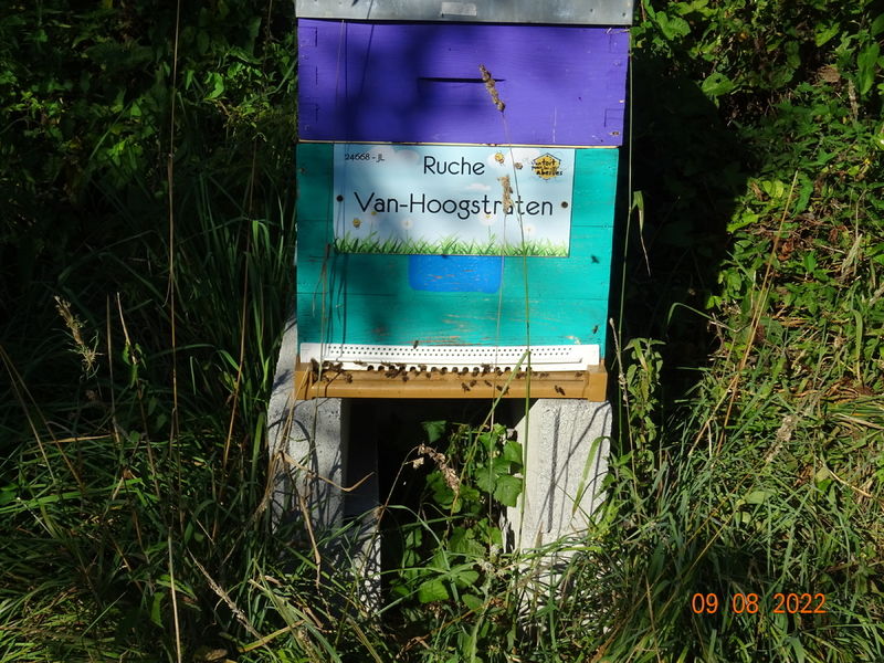 La ruche Van-Hoogstraten