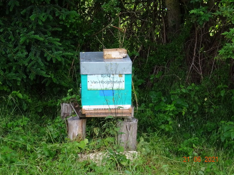La ruche Van-Hoogstraten
