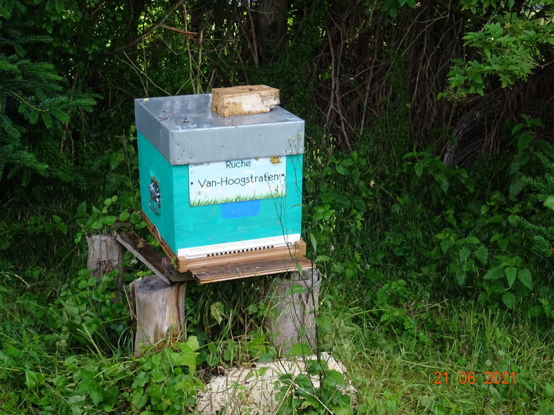 La ruche Van-Hoogstraten