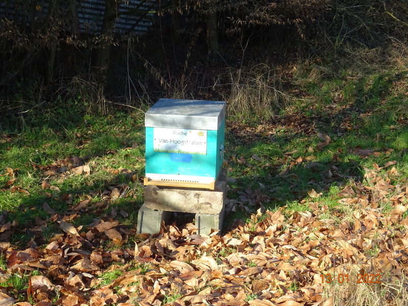 La ruche Van-Hoogstraten