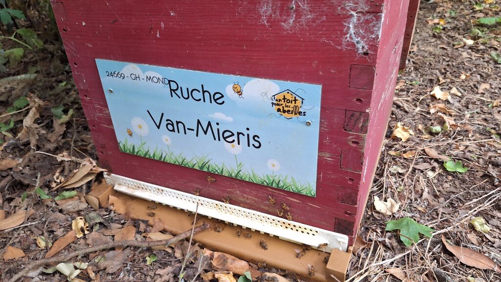 La ruche Van-Mieris
