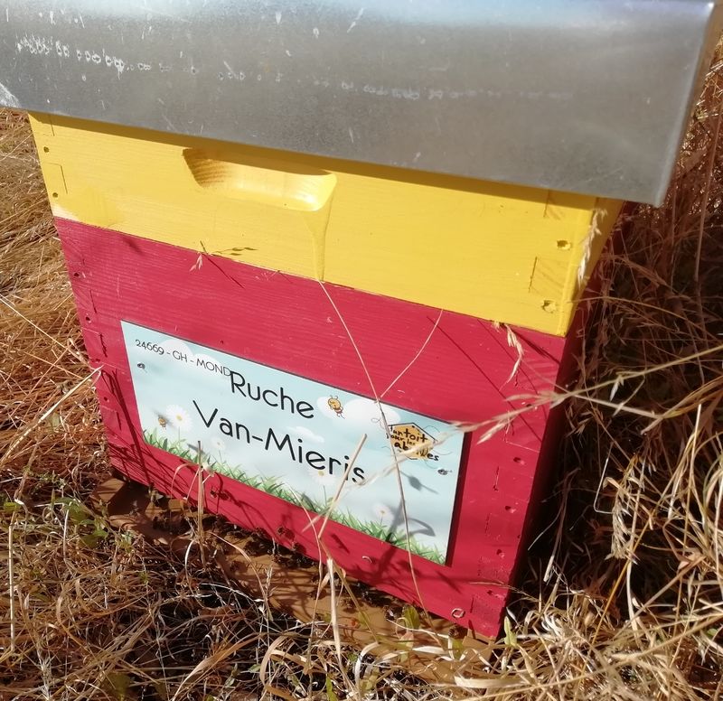 La ruche Van-Mieris