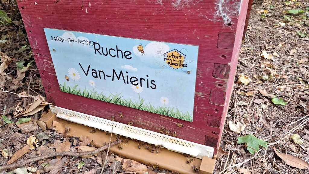 La ruche Van-Mieris