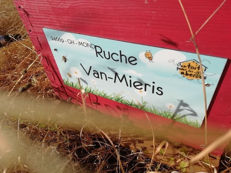 La ruche Van-Mieris