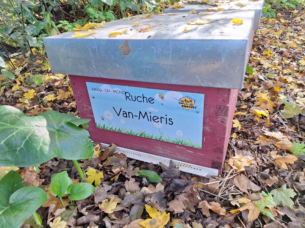 La ruche Van-Mieris