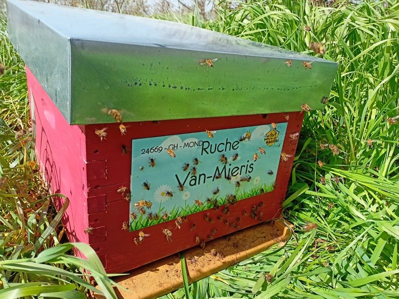 La ruche Van-Mieris