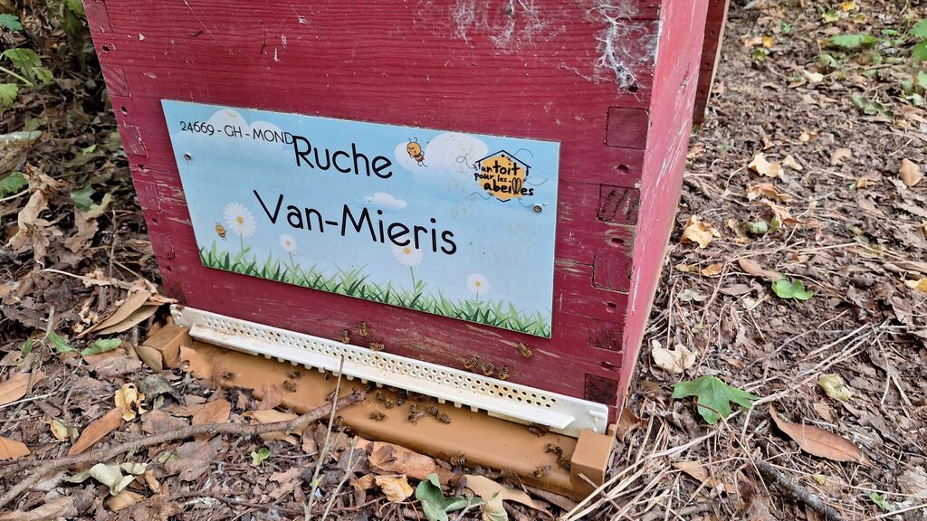 La ruche Van-Mieris