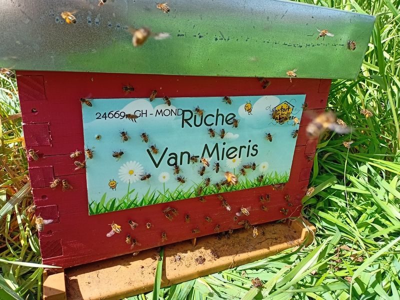 La ruche Van-Mieris