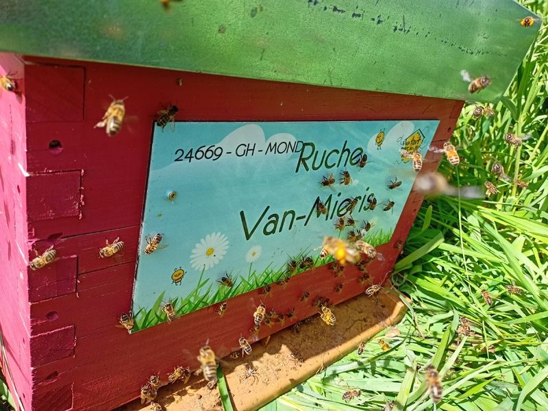 La ruche Van-Mieris