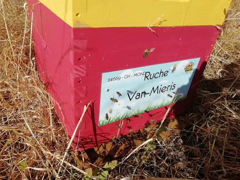 La ruche Van-Mieris