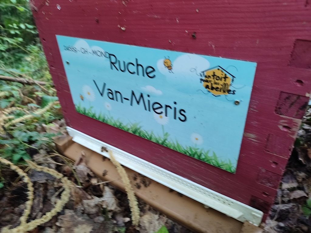 La ruche Van-Mieris
