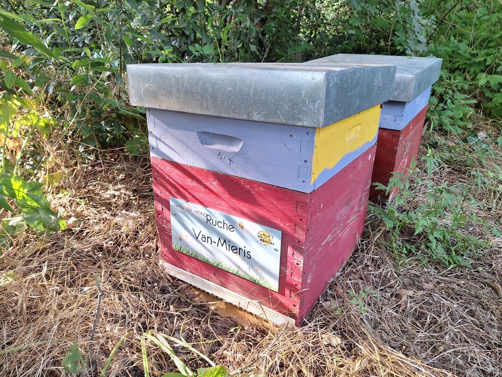 La ruche Van-Mieris