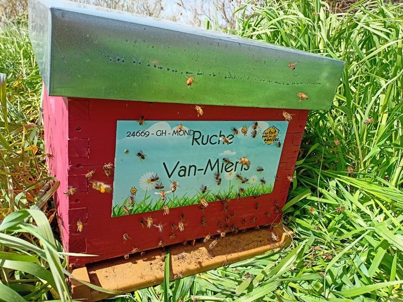 La ruche Van-Mieris