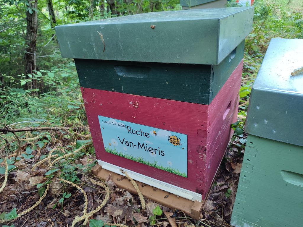 La ruche Van-Mieris