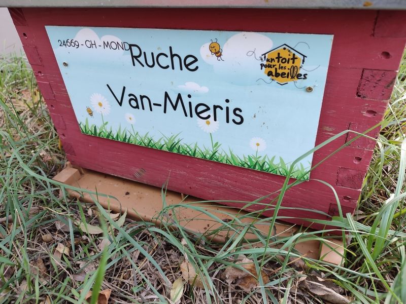 La ruche Van-Mieris