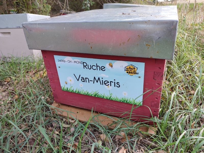 La ruche Van-Mieris