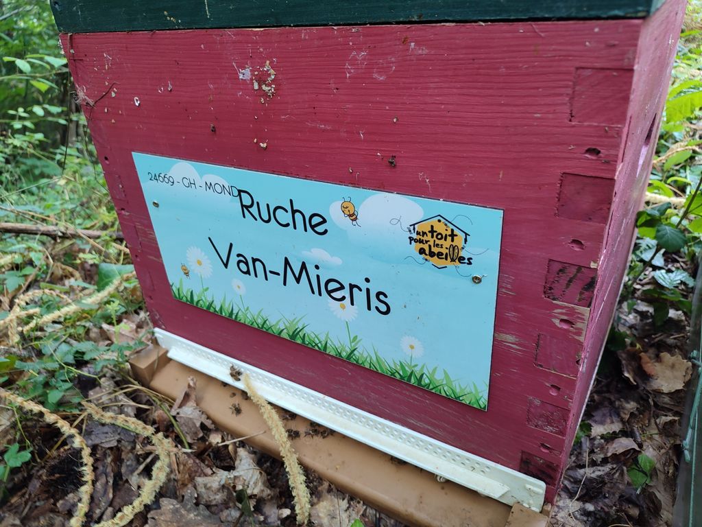 La ruche Van-Mieris