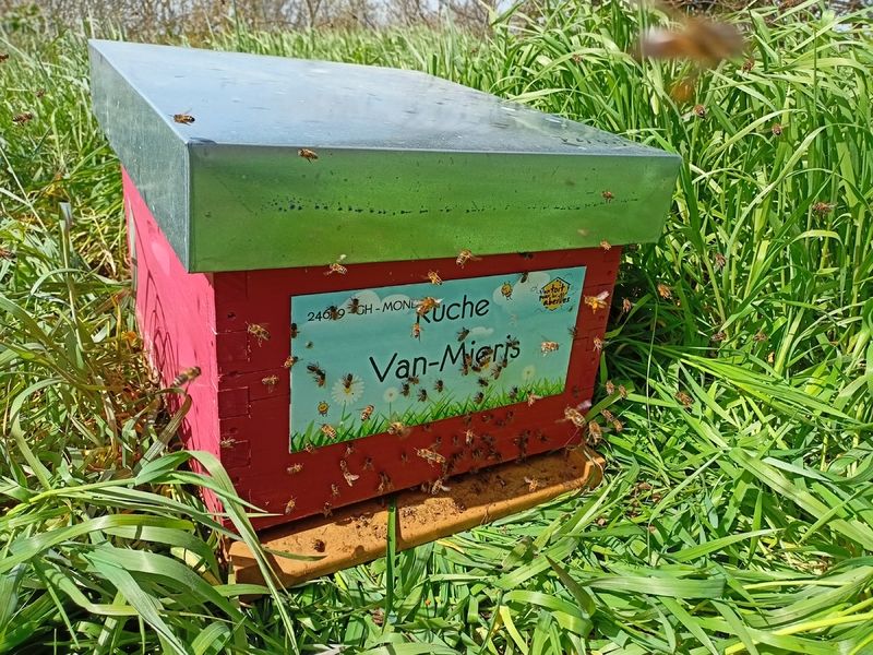 La ruche Van-Mieris