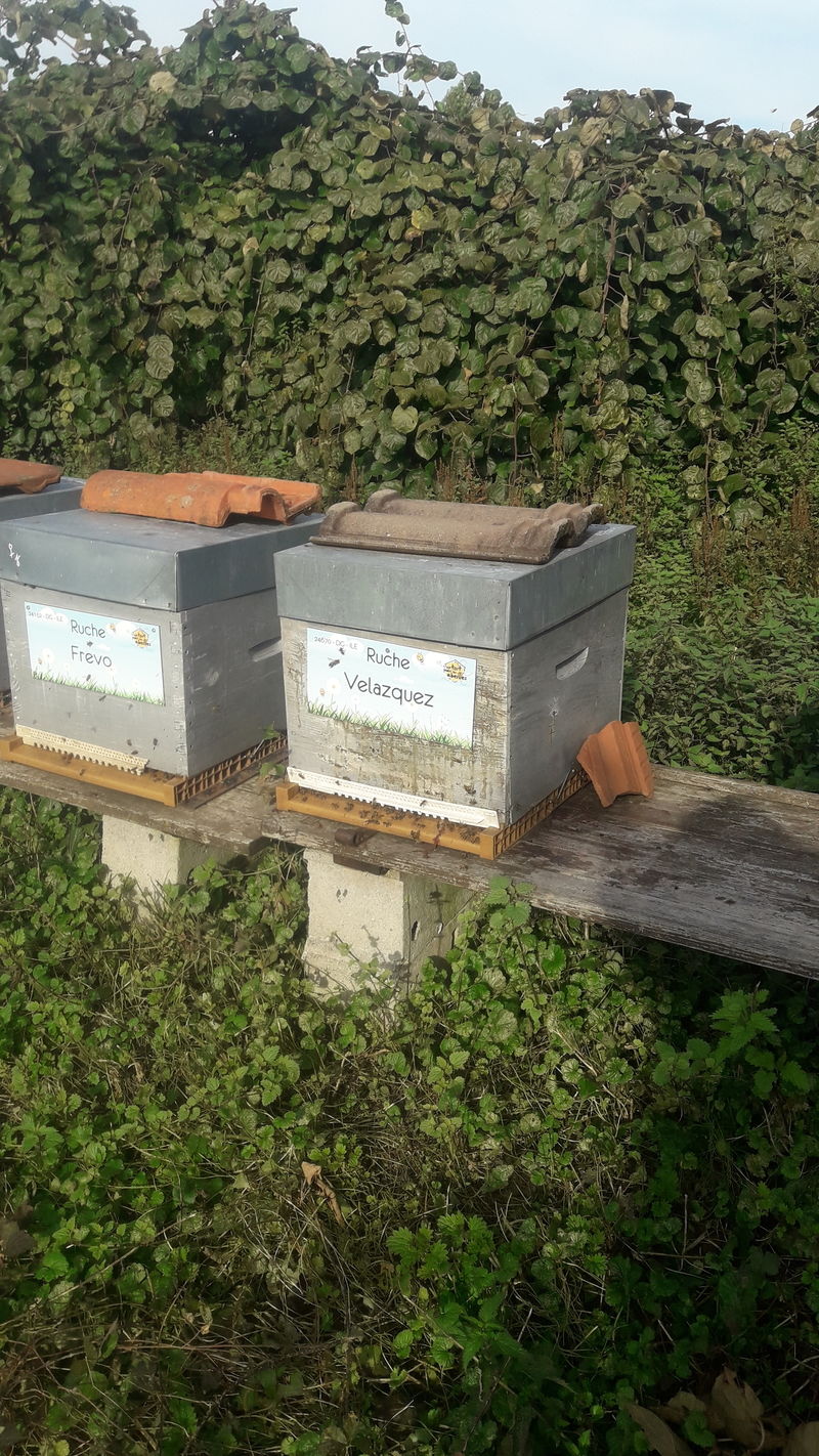 La ruche Velazquez