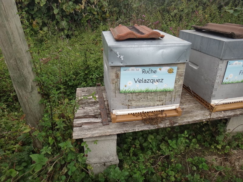 La ruche Velazquez
