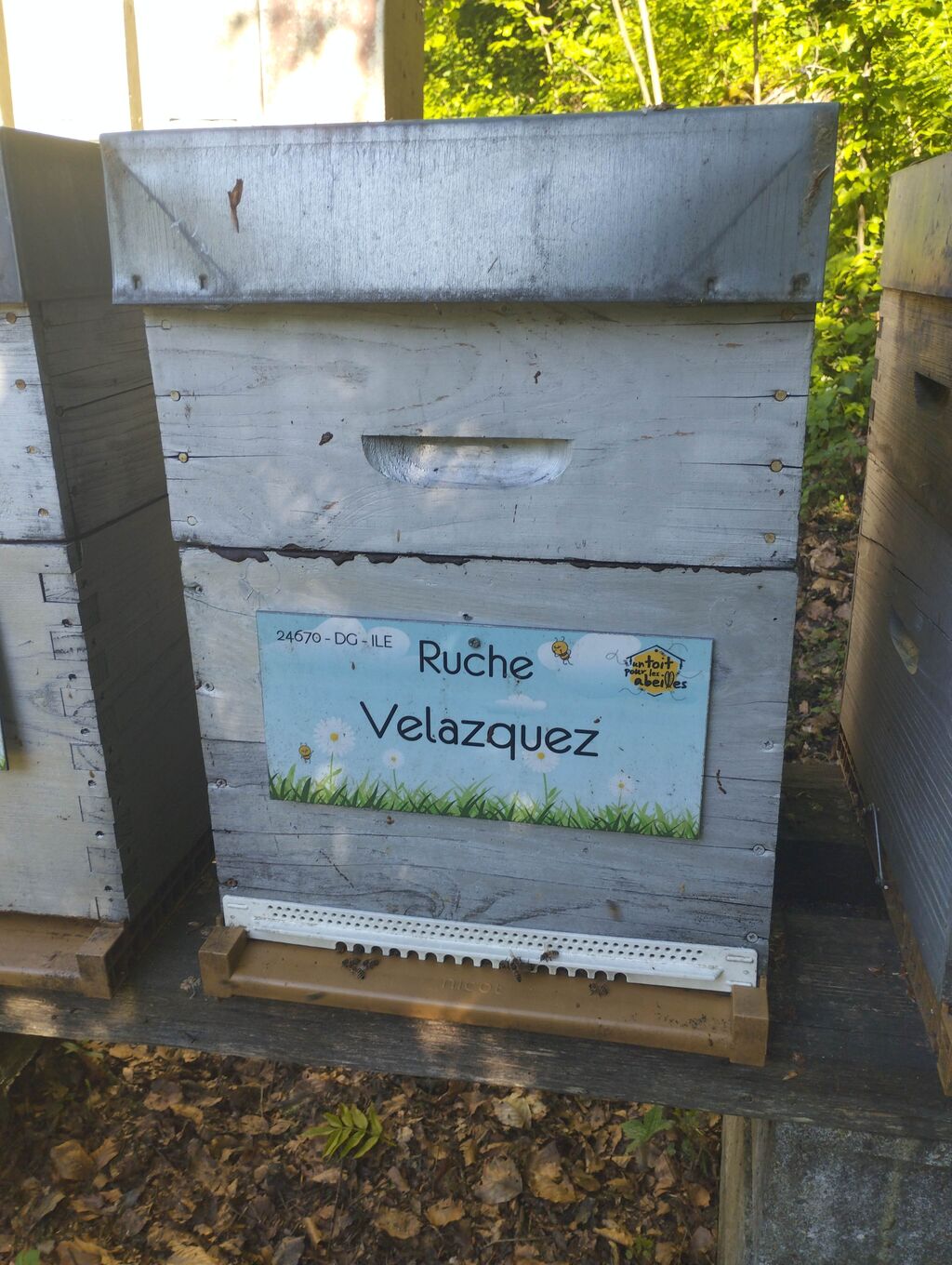 La ruche Velazquez