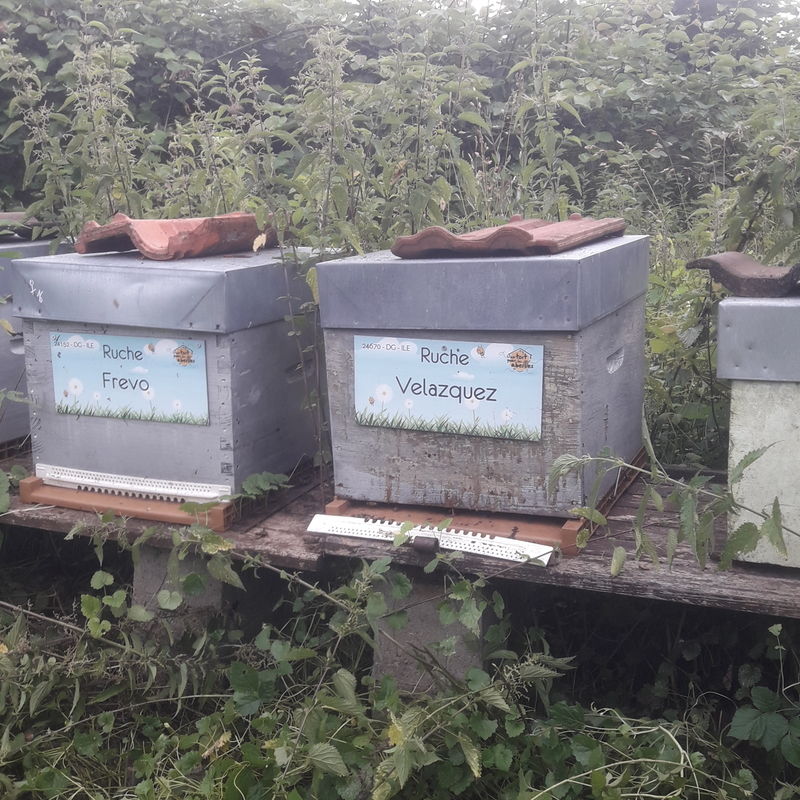 La ruche Velazquez